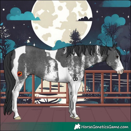 Horse Color:White Spotted Black Tobiano 