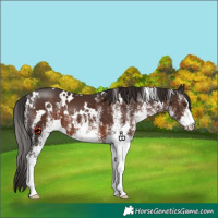 Horse Color:White Spotted Liver Chestnut 