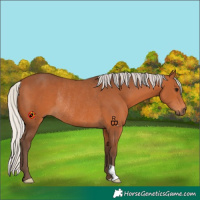 Horse Color:Silver Bay Rabicano 