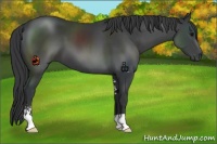 Horse Color:Black Sabino 