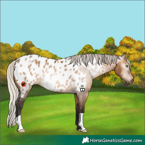 Horse Color:Gray Silver Bay Dun Near Leopard 