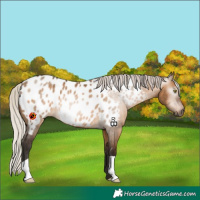 Horse Color:Gray Silver Bay Dun Appaloosa 