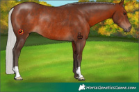 Horse Color:Silver Brown Rabicano 