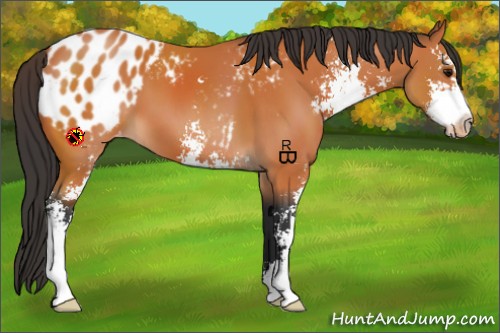 Horse Color:Bay Sabino Appaloosa 