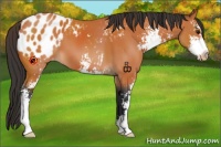 Horse Color:Bay Sabino Appaloosa 