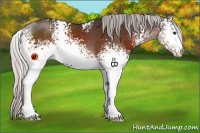 Horse Color:White Spotted Silver Brown 