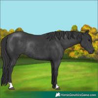 Horse Color:Black Rabicano 