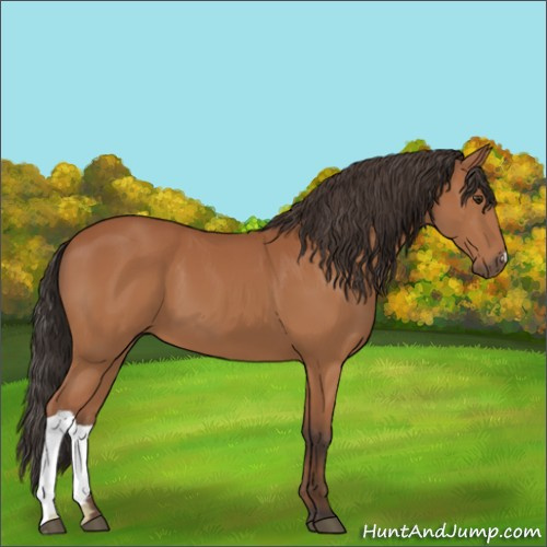 Horse Color:Bay 