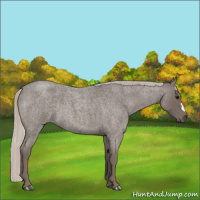 Horse Color:Silver Blue Roan 