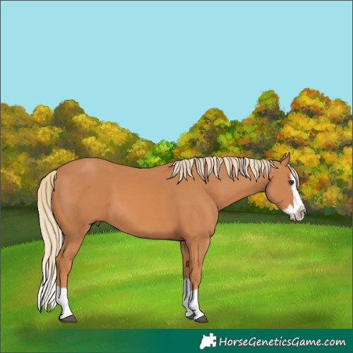 Horse Color:Chestnut Splash Frame