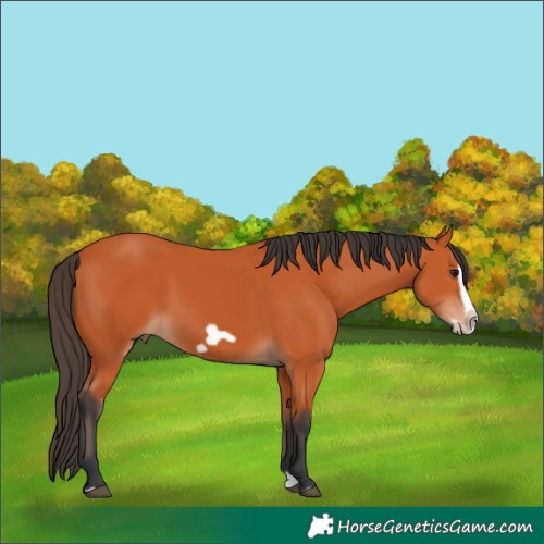 Horse Color:Bay Splash Frame