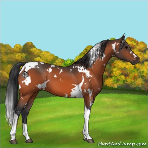 Horse Color:White Spotted Brown Tobiano 