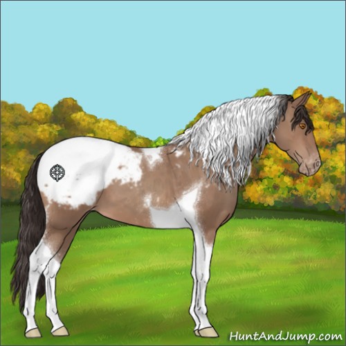 Horse Color:Sable Champagne Tobiano Appaloosa 