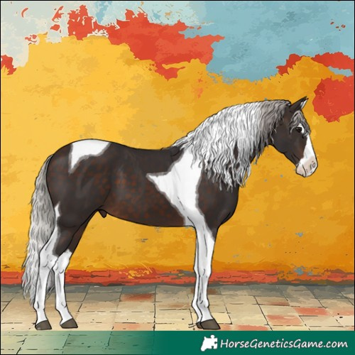 Horse Color:Silver Brown Splash Tobiano