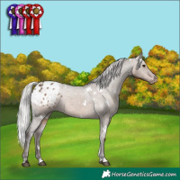 Horse Color:White Spotted Silver Brown Dun Appaloosa Rabicano 