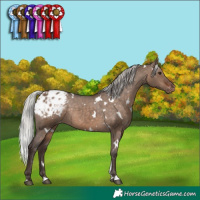 Horse Color:White Spotted Silver Brown Dun Blanket Rabicano