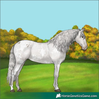 Horse Color:White Spotted Silver Grullo Appaloosa Rabicano 