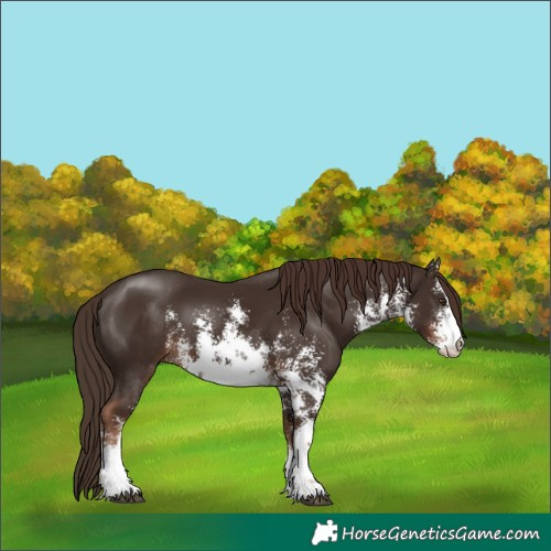Horse Color:White Spotted Liver Chestnut Sabino