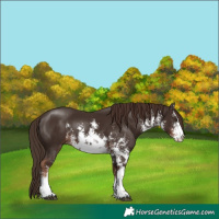 Horse Color:White Spotted Liver Chestnut Sabino 