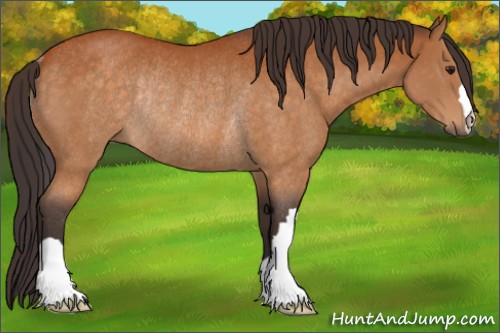 Horse Color:Buckskin Rabicano 