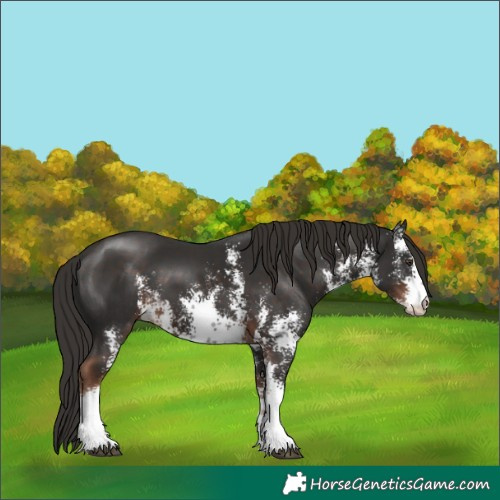 Horse Color:White Spotted Liver Chestnut Sabino
