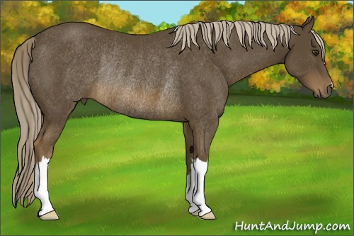 Horse Color:Chocolate Palomino Rabicano 