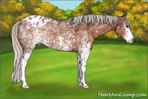 Horse Color:White Spotted Silver Brown Appaloosa 