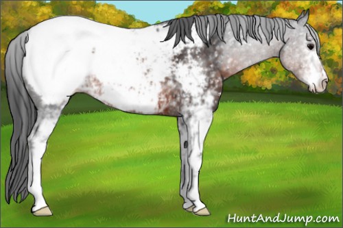 Horse Color:White Spotted Brown Appaloosa 