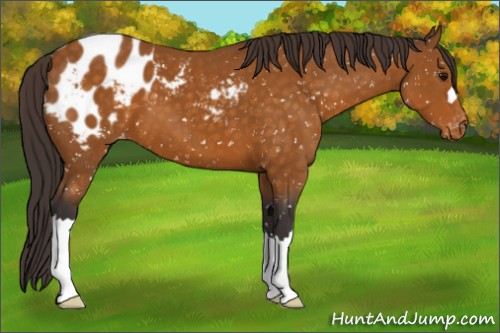 Horse Color:Buckskin Appaloosa 