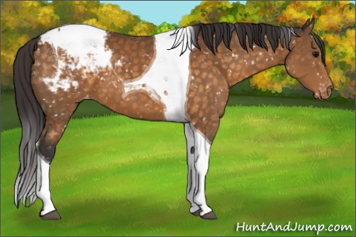 Horse Color:Buckskin Tobiano Appaloosa 