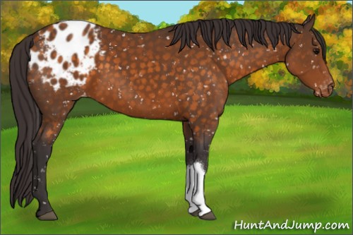 Horse Color:Buckskin Appaloosa 
