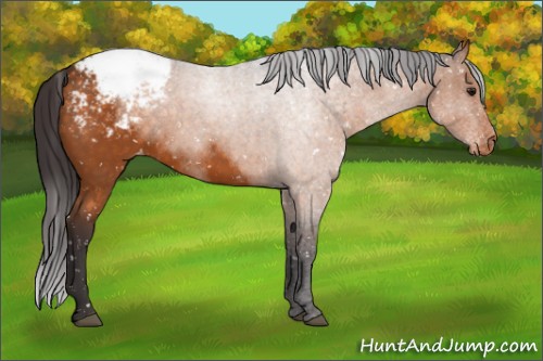 Horse Color:Buckskin Appaloosa 