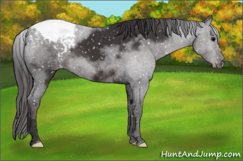 Horse Color:Smoky Black Appaloosa 