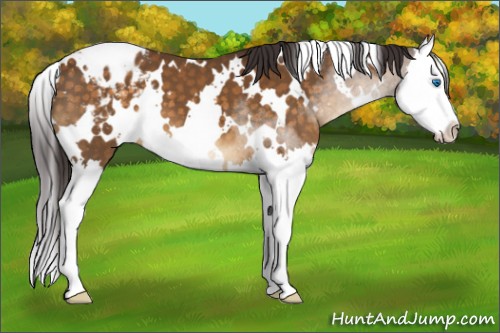Horse Color:White Spotted Buckskin Splash Appaloosa 