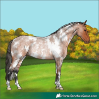 Horse Color:White Spotted Bay Roan Rabicano 