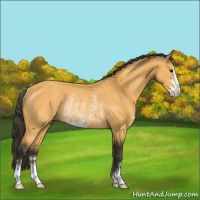 Horse Color:Buckskin Sabino Rabicano 