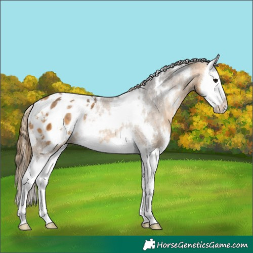 Horse Color:White Spotted Buckskin Splash Appaloosa Rabicano 