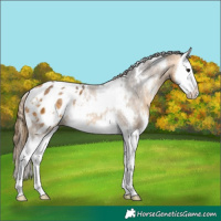 Horse Color:White Spotted Buckskin Splash Appaloosa Rabicano