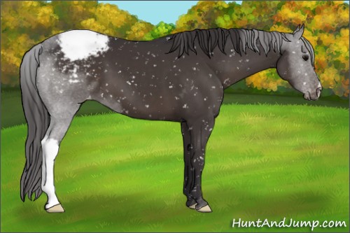 Horse Color:Smoky Black Appaloosa 