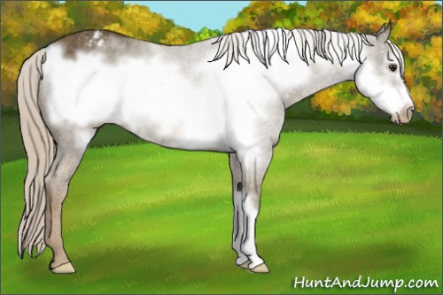Horse Color:Chocolate Palomino Frame Appaloosa Rabicano 