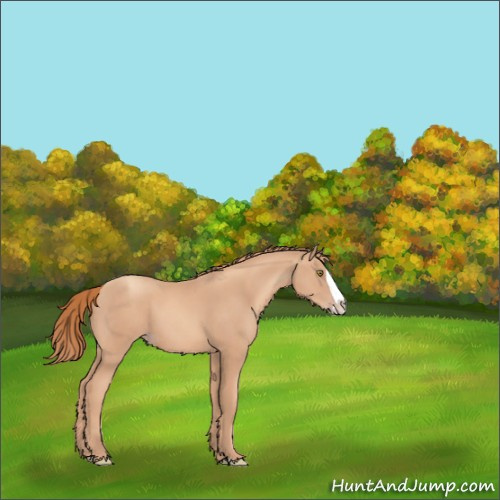 Horse Color:Gold Champagne Splash 