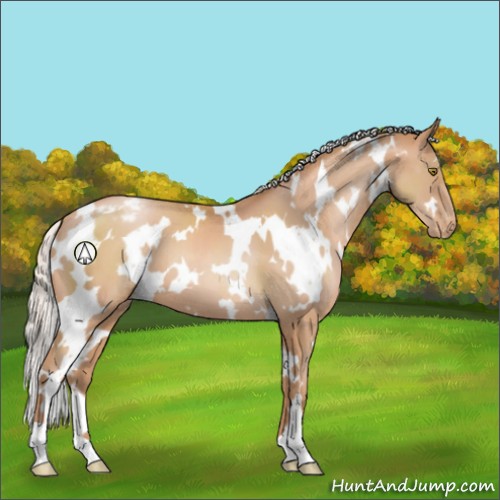Horse Color:White Spotted Silver Bay Pearl Appaloosa 