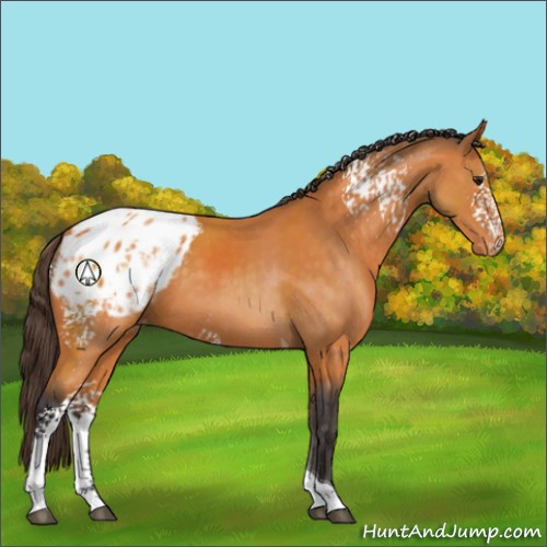 Horse Color:White Spotted Buckskin Tobiano Appaloosa 