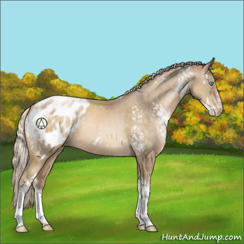 Horse Color:White Spotted Chocolate Palomino Pearl Appaloosa 