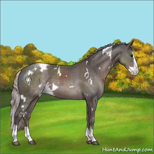 Horse Color:White Spotted Silver Black Splash Appaloosa 