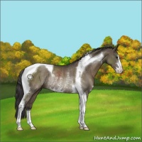Horse Color:Smoky Grullo Sabino Tobiano Rabicano 