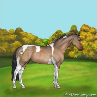 Horse Color:Brown Dun Sabino Tobiano Rabicano 