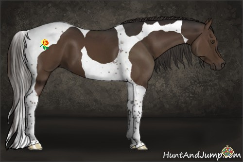 Horse Color:Liver Chestnut Tobiano