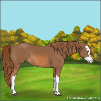 Horse Color:Chestnut Splash 