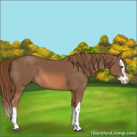Horse Color:Chestnut Splash 